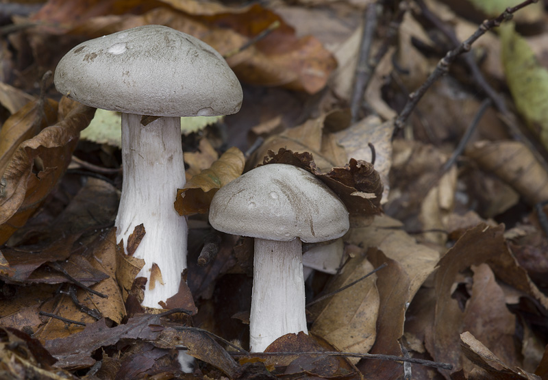 Clitocybe nebularis